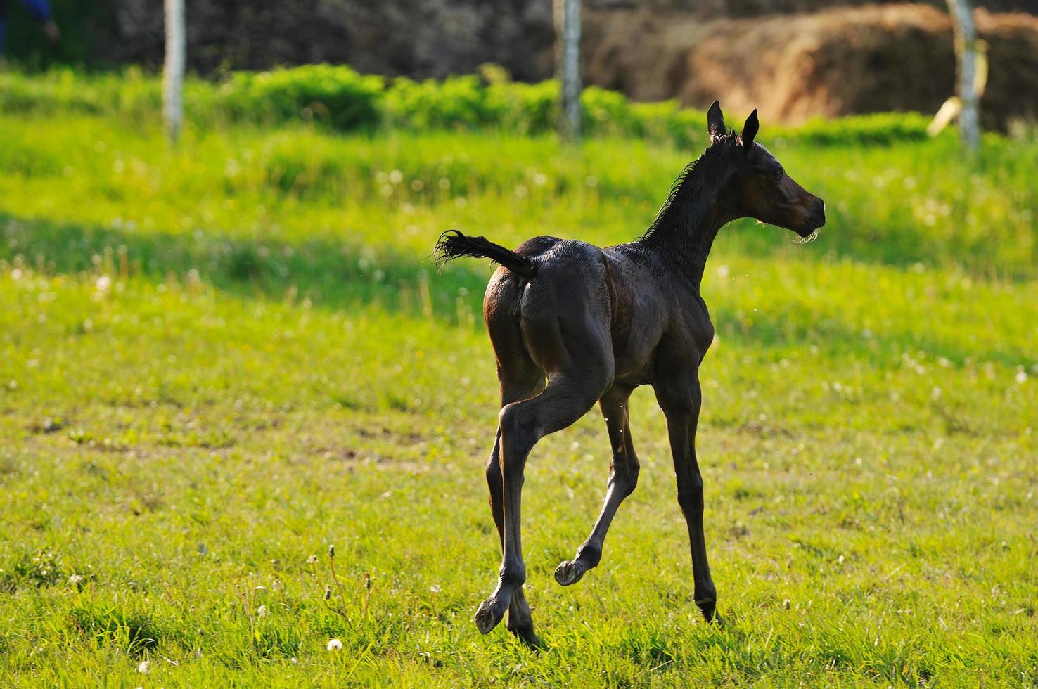 Baby horse view photo