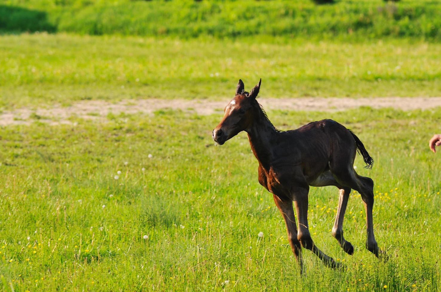 caballo en el campo foto