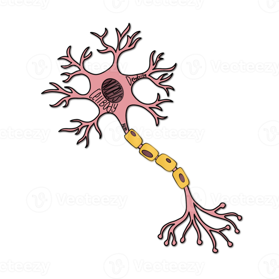 The nerve cell png