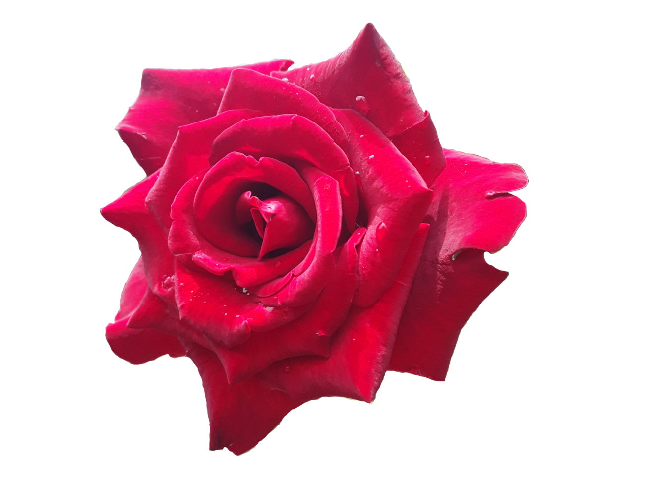 Sweet red rose transparen background. Free png. png