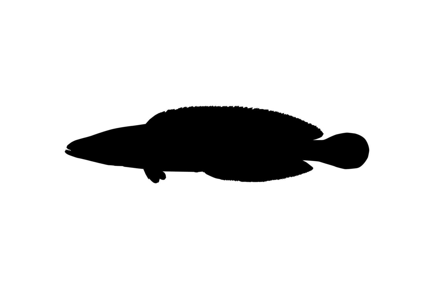 pez cabeza de serpiente, channidae de la familia de peces perciformes de agua dulce, silueta para logotipo, pictograma o elemento de diseño gráfico. ilustración vectorial vector