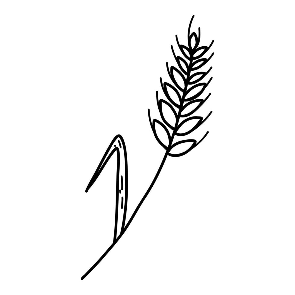 Wheat ear spikelet with grains in doodle style. Vector line illustration of cereal grain stem, rye ear, organic vegetarian food for backery, flour production or packaging design