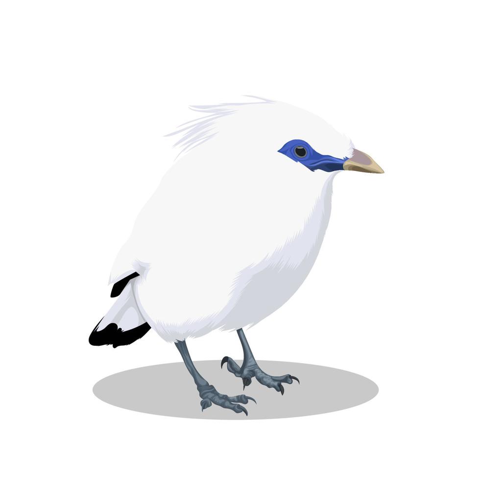 Bali Mynah bird vector