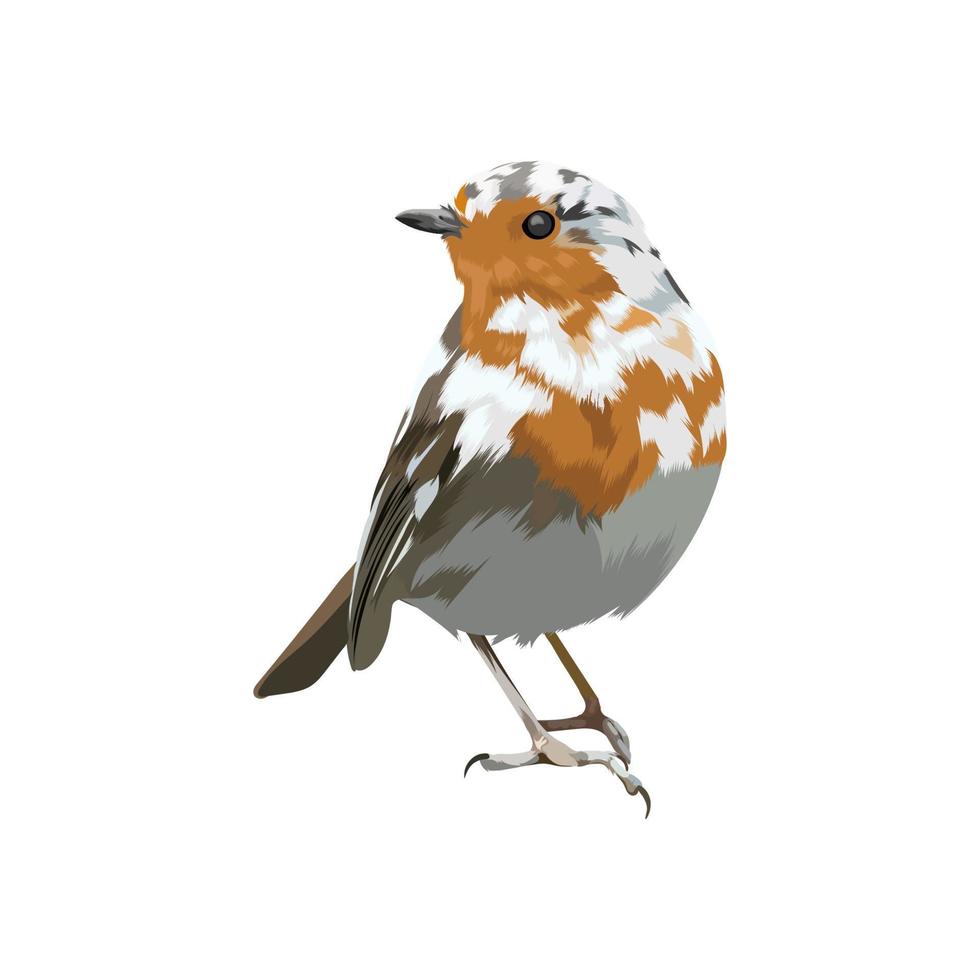 European robin bird vector