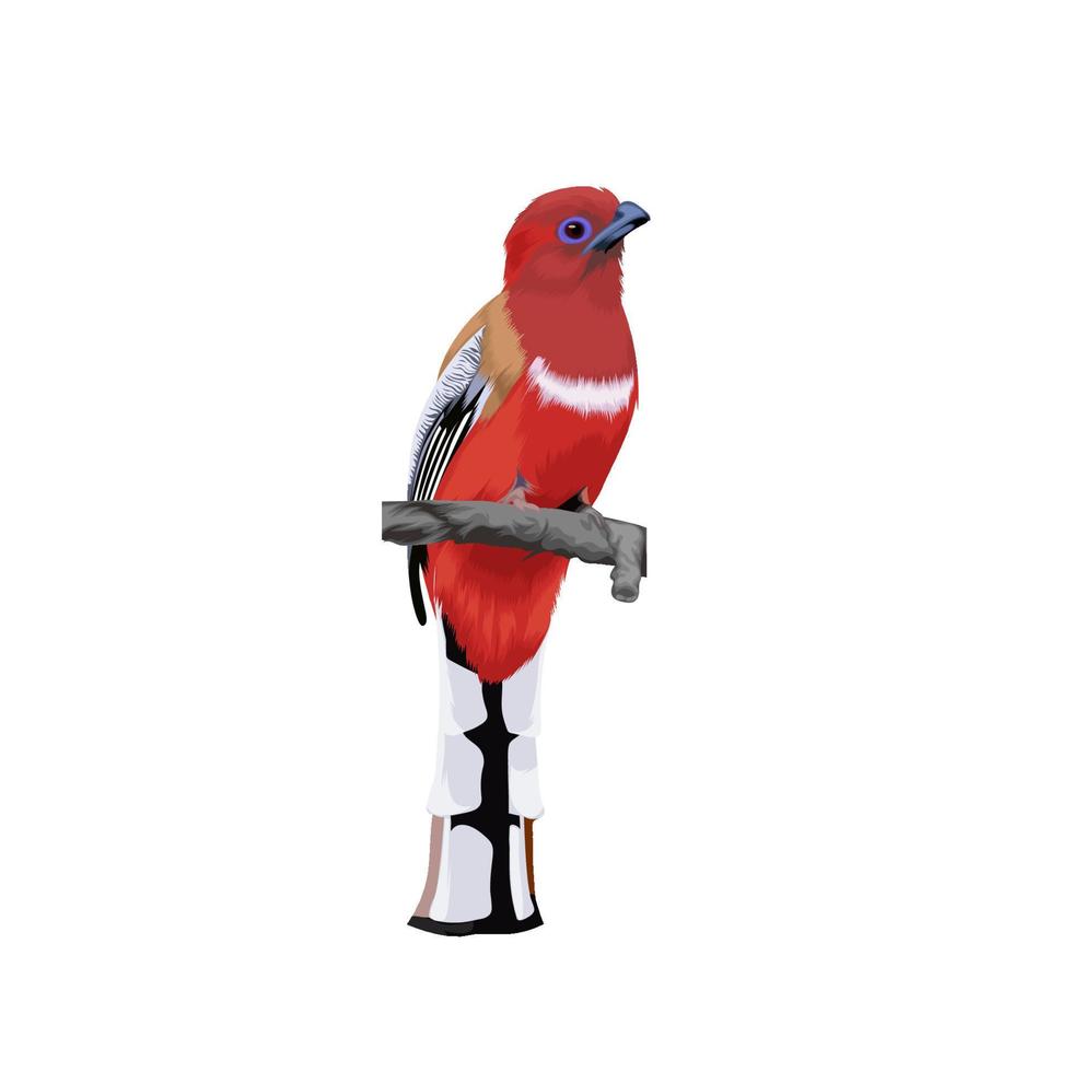 Red-headed Trogon bird vector