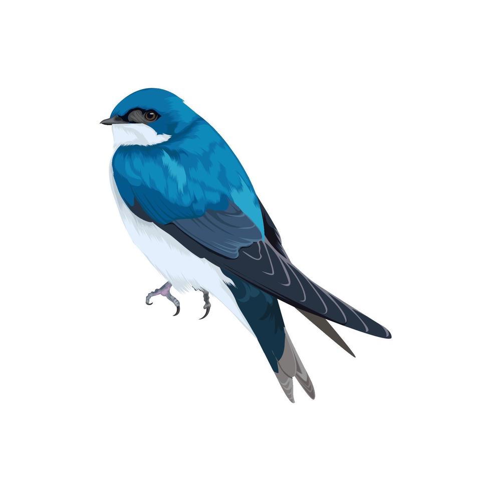 Tree Swallow bird vector