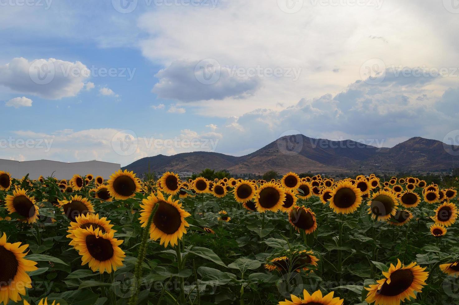 campo de girasol a punto de cosechar, semilla de girasol con montañas y cielo despejado foto