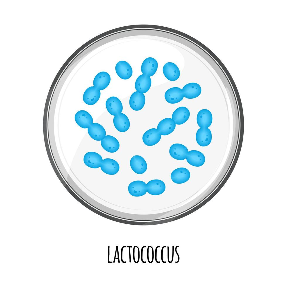 The human microbiome of lactococcus in a petri dish. Vector image. Bifidobacteria, lactobacilli. Lactic acid bacteria. Illustration in a flat style.