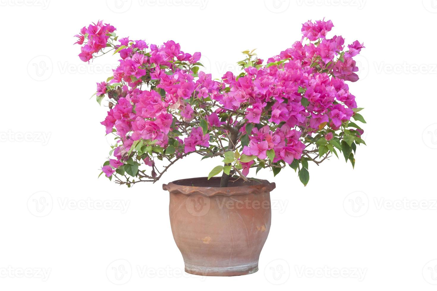 Magenta Bougainvillea flower bloom in brown pot isolated on white background. photo
