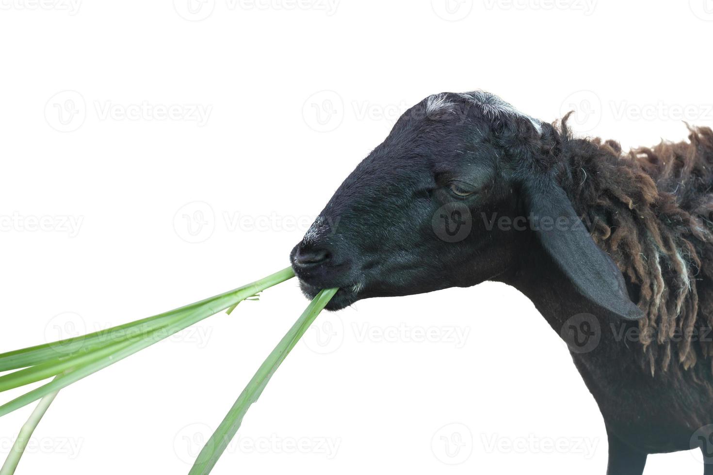A black sheep stand and grazed with gusto isolated on white background. photo