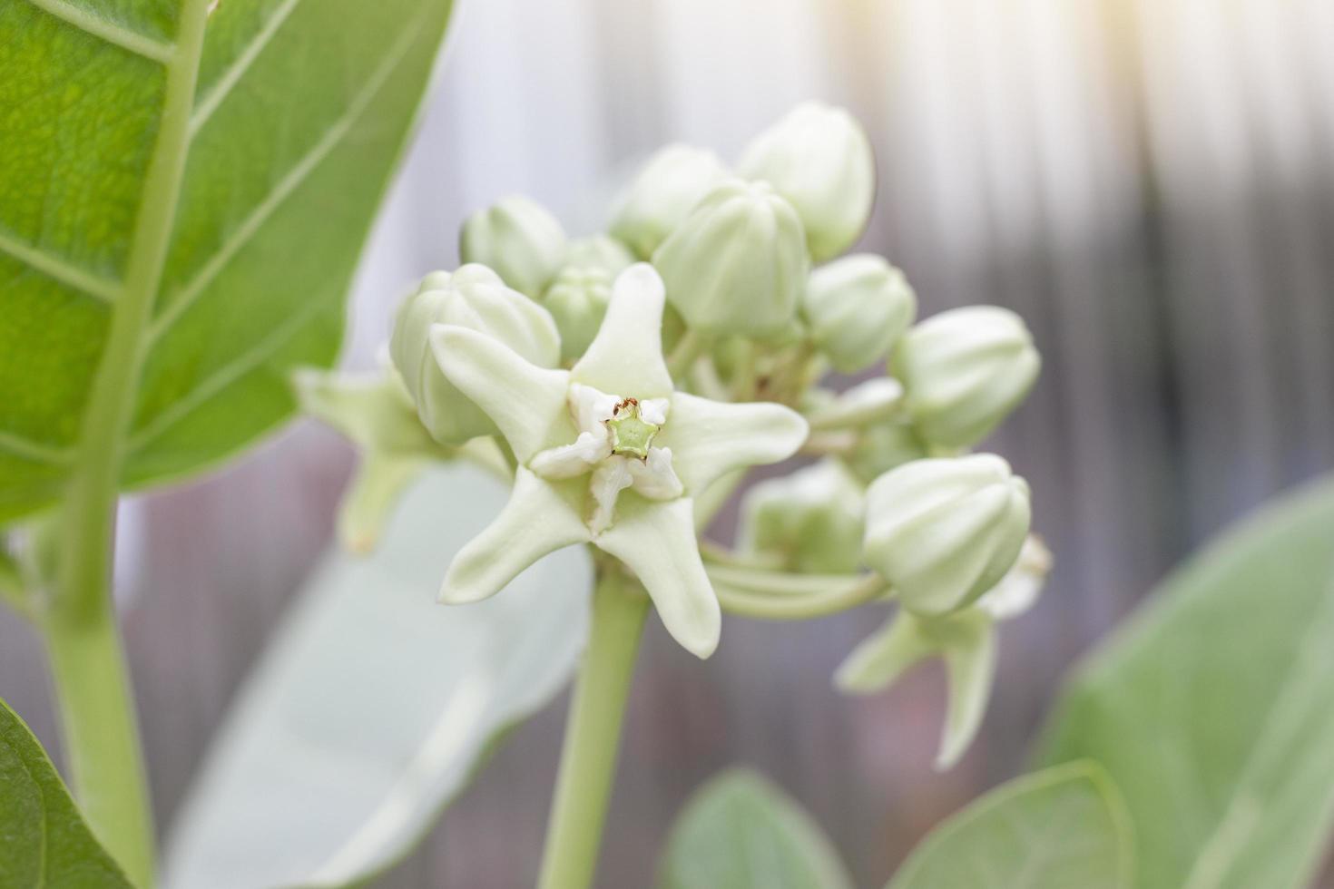 White Crown flowers or Calotropis Giantea bloom with sunlight in the garden on blur nature background. photo