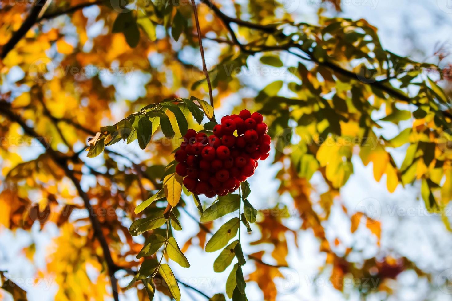Rowan berries SORBUS AUCUPARIA L growing on a tree branches with yellow leaves. Autumn nature, medicinal berries of mountain-ash photo