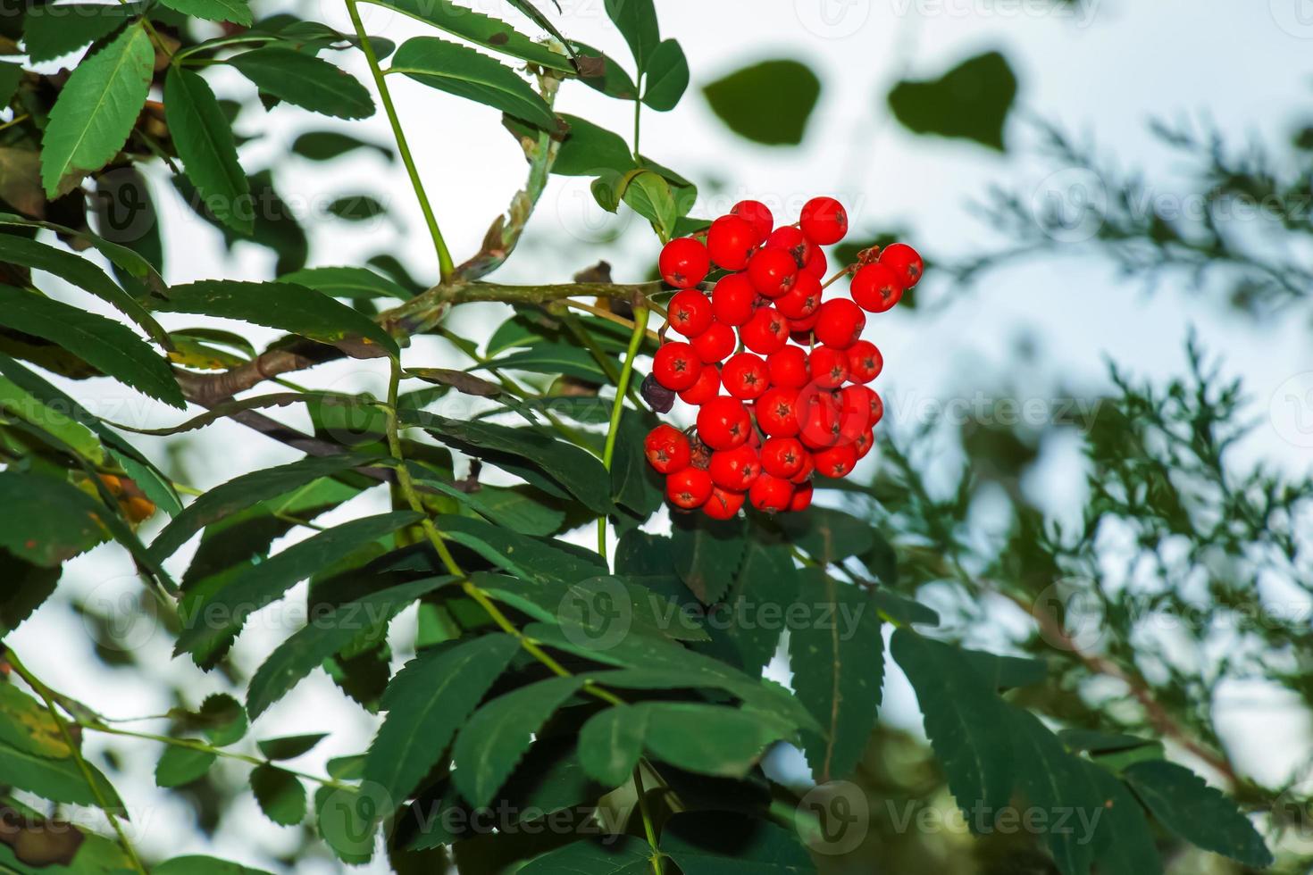 Rowan berries SORBUS AUCUPARIA L growing on a tree branches with green leaves. Autumn nature, medicinal berries of mountain-ash photo