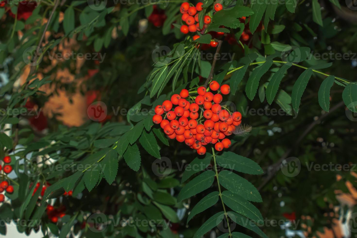 Rowan berries SORBUS AUCUPARIA L growing on a tree branches with green leaves. Autumn nature, medicinal berries of mountain-ash photo