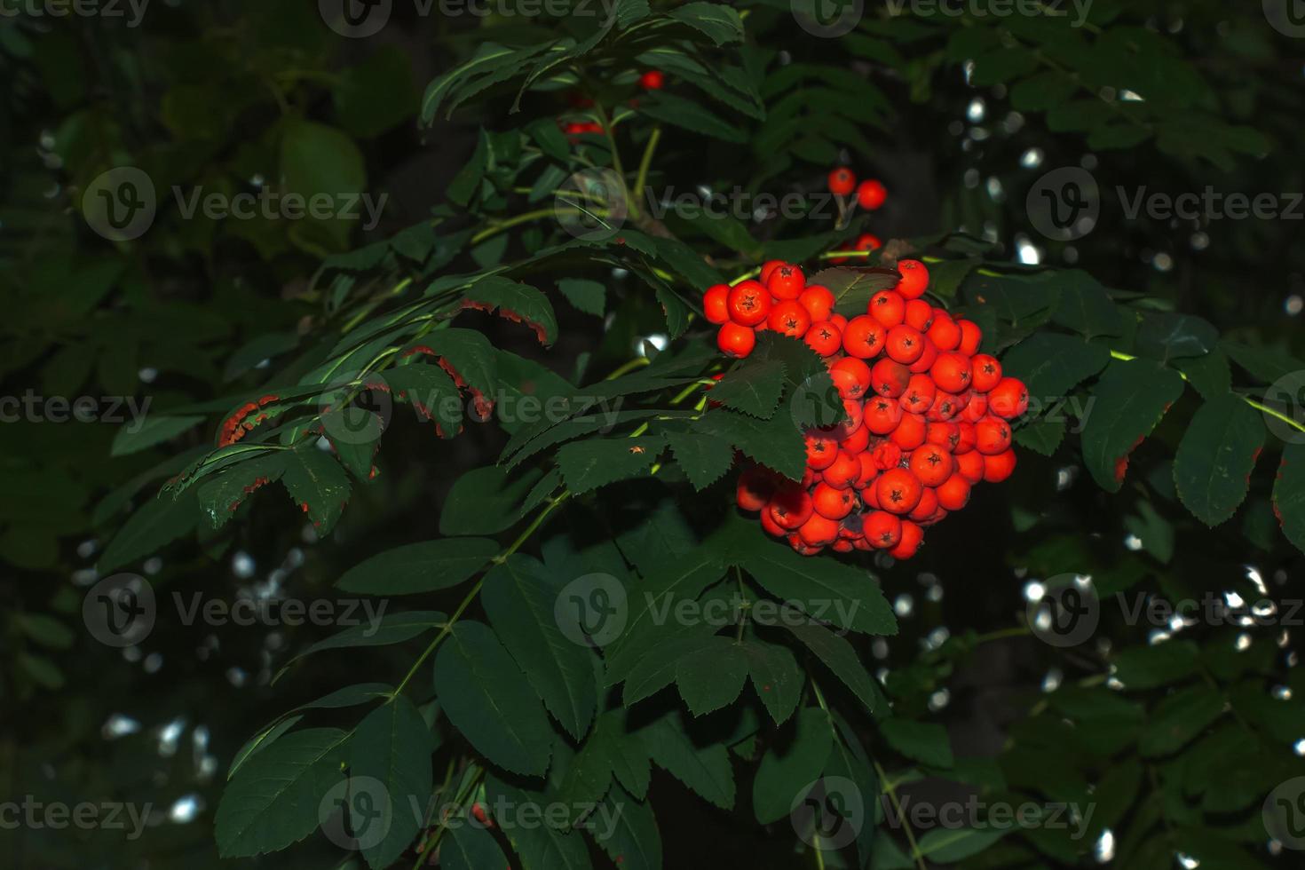 Rowan berries SORBUS AUCUPARIA L growing on a tree branches with green leaves. Autumn nature, medicinal berries of mountain-ash photo