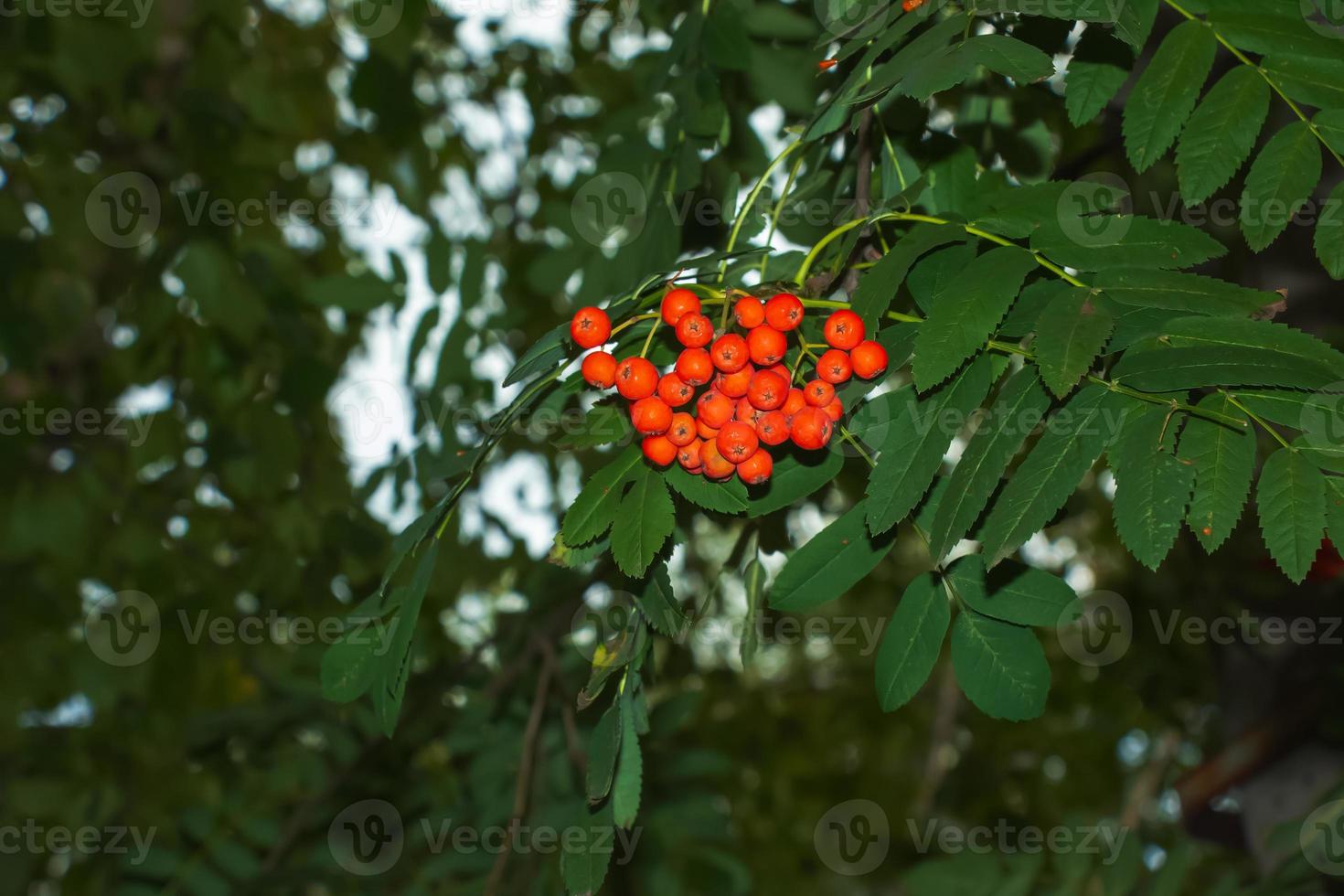Rowan berries SORBUS AUCUPARIA L growing on a tree branches with green leaves. Autumn nature, medicinal berries of mountain-ash photo