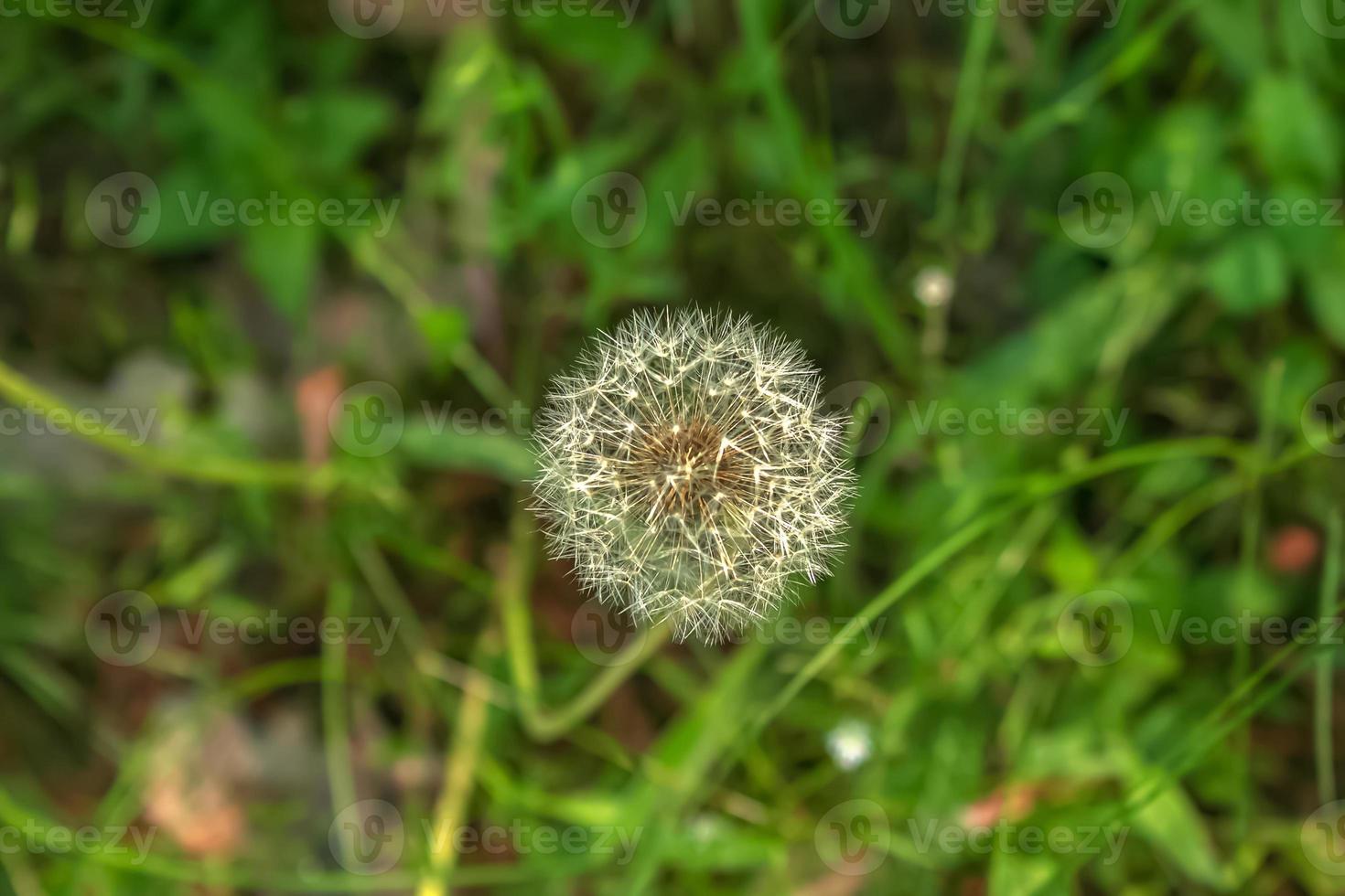 Fluffy texture of white dandelion flower close-up. Taraxacum seeds on a stem against a blurred background. photo