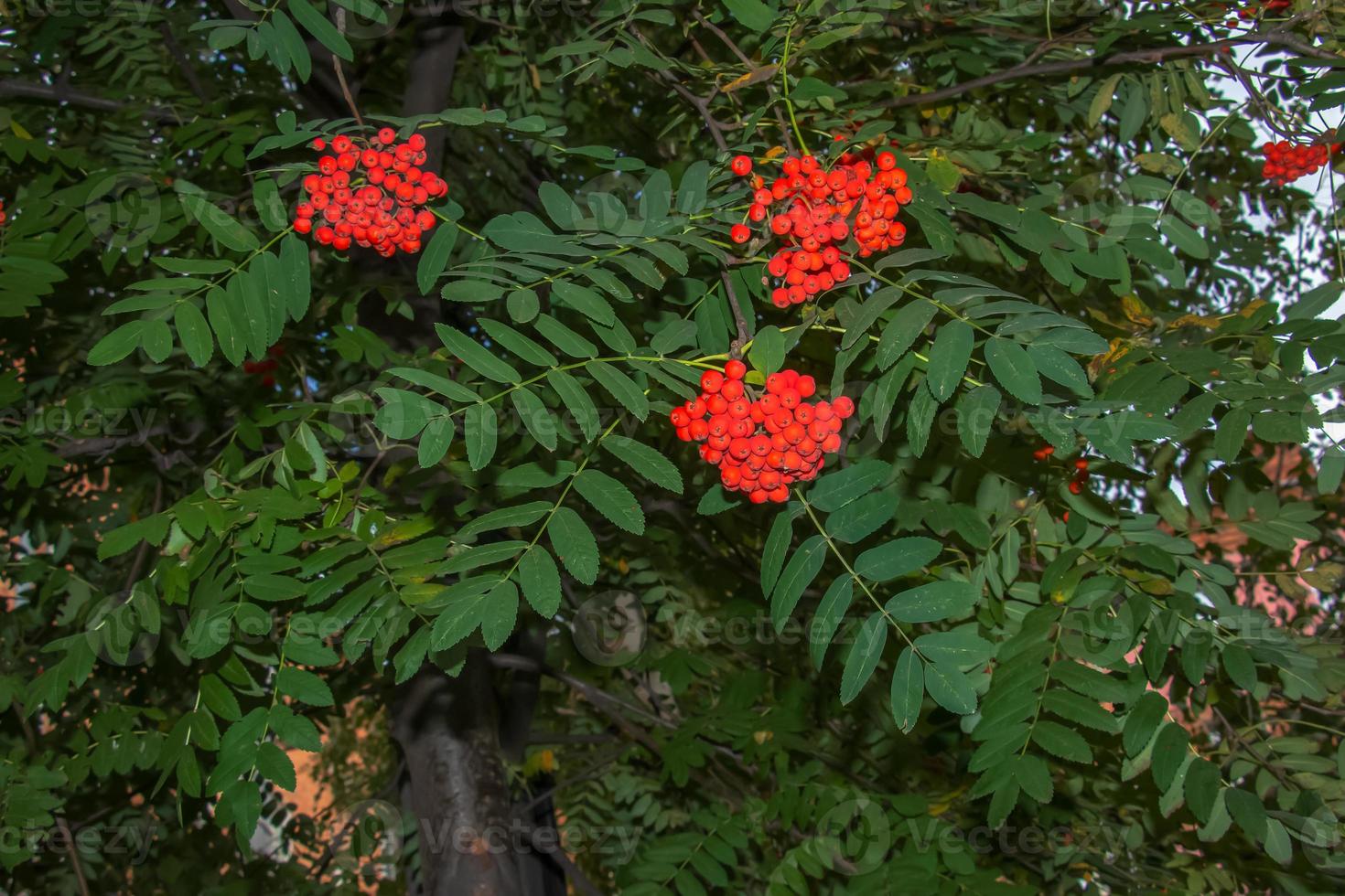 Rowan berries SORBUS AUCUPARIA L growing on a tree branches with green leaves. Autumn nature, medicinal berries of mountain-ash photo