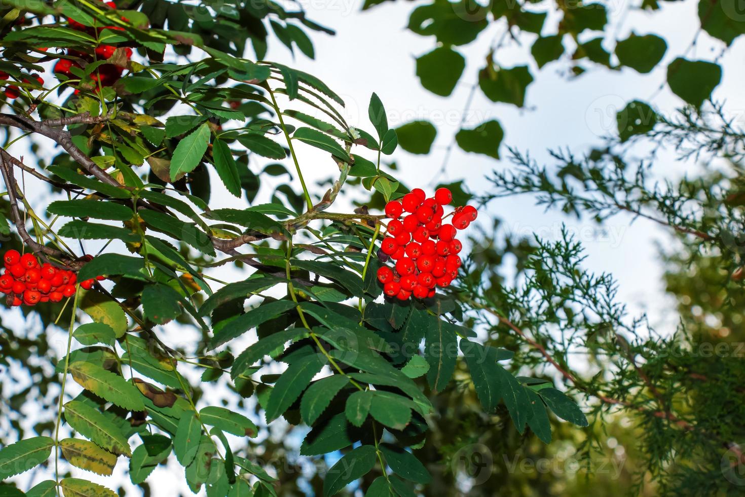 Rowan berries SORBUS AUCUPARIA L growing on a tree branches with green leaves. Autumn nature, medicinal berries of mountain-ash photo