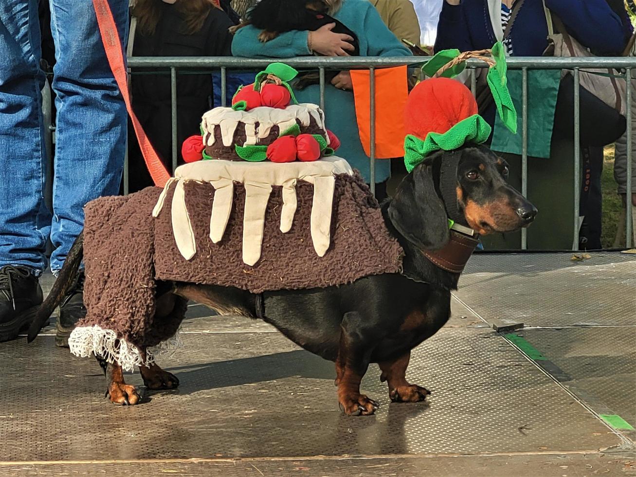 St Petersburg, Russia, 2022 - The annual dachshund parade in St Petersburg, Russia features adorable puppies wearing funny costumes photo