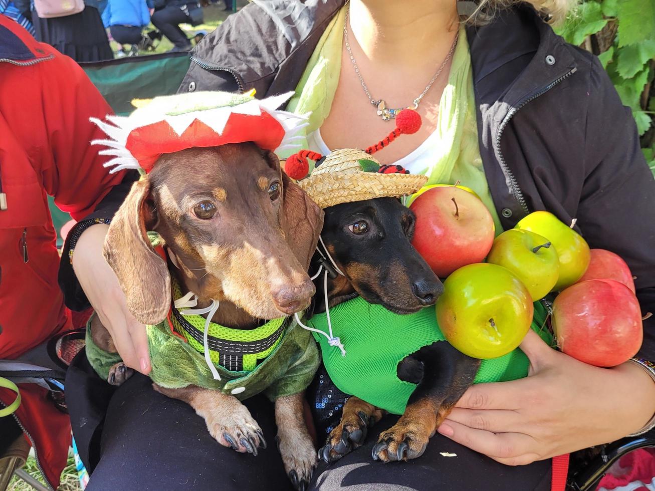 St Petersburg, Russia, 2022 - The annual dachshund parade in St Petersburg, Russia features adorable puppies wearing funny costumes photo