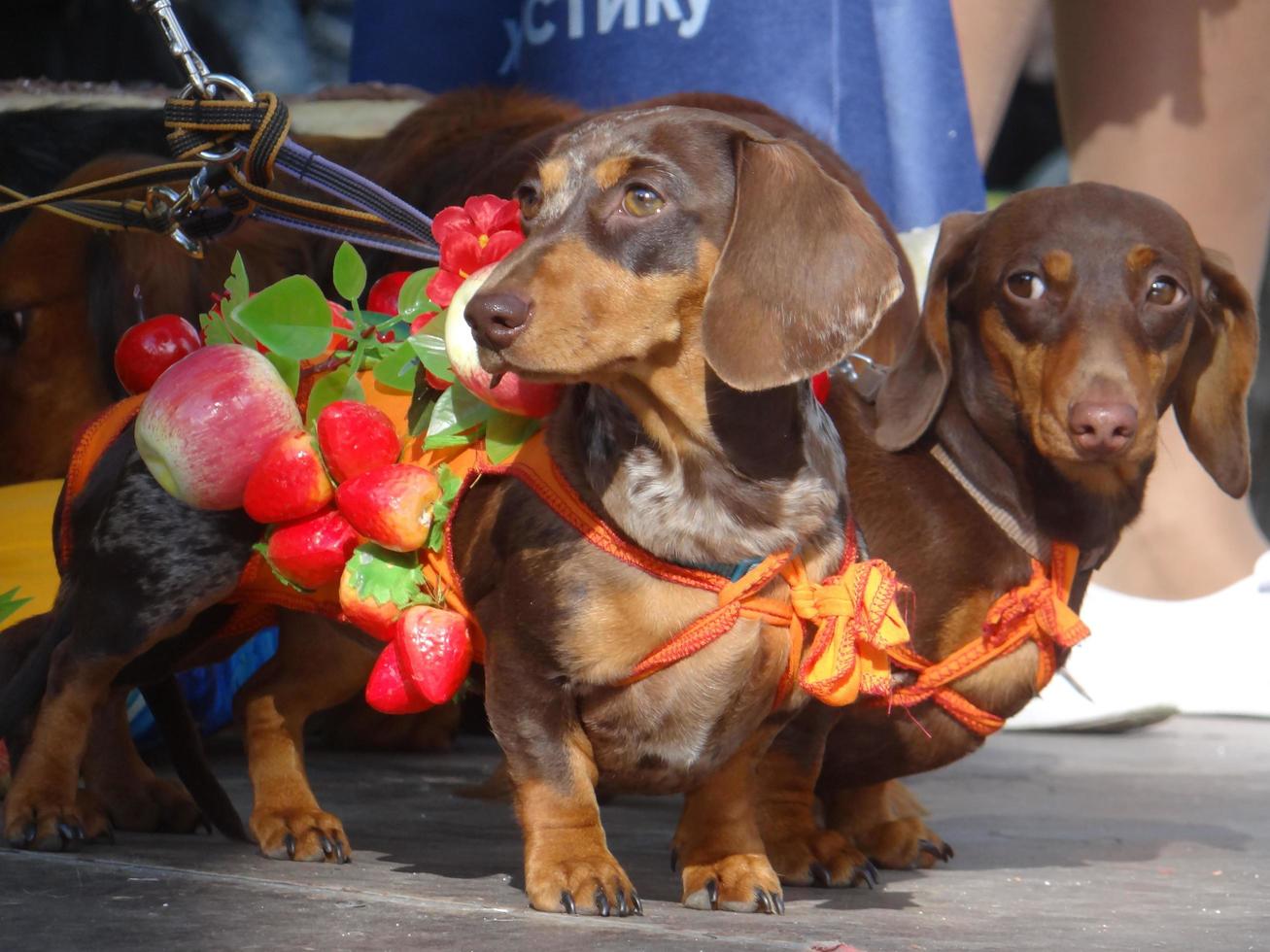 St Petersburg, Russia, 2022 - The annual dachshund parade in St Petersburg, Russia features adorable puppies wearing funny costumes photo