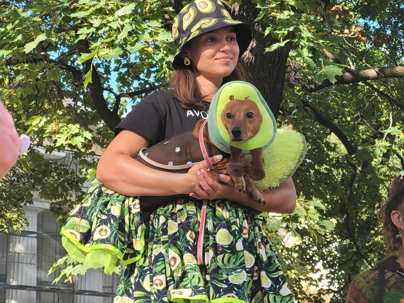St Petersburg, Russia, 2022 - The annual dachshund parade in St Petersburg, Russia features adorable puppies wearing funny costumes photo
