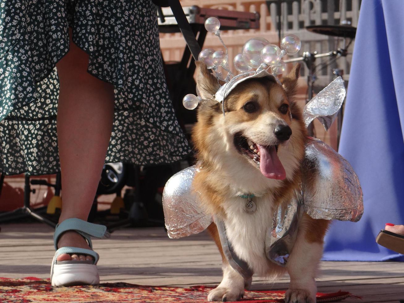 St Petersburg, Russia, 2022 - Dogs dressed up for the fashion show at Petshop Days festival photo