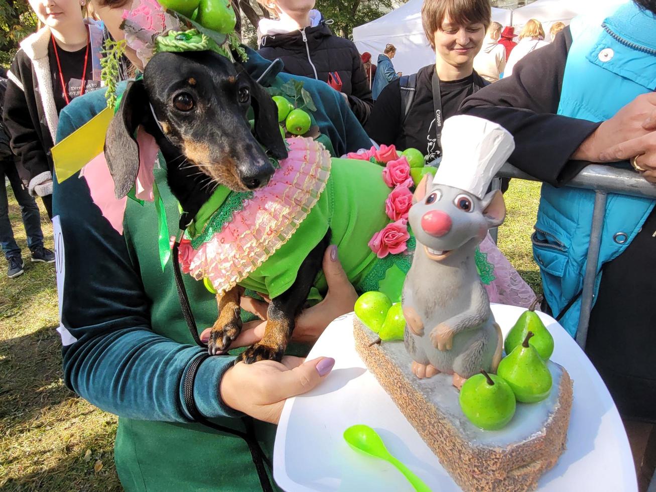 St Petersburg, Russia, 2022 - The annual dachshund parade in St Petersburg, Russia features adorable puppies wearing funny costumes photo