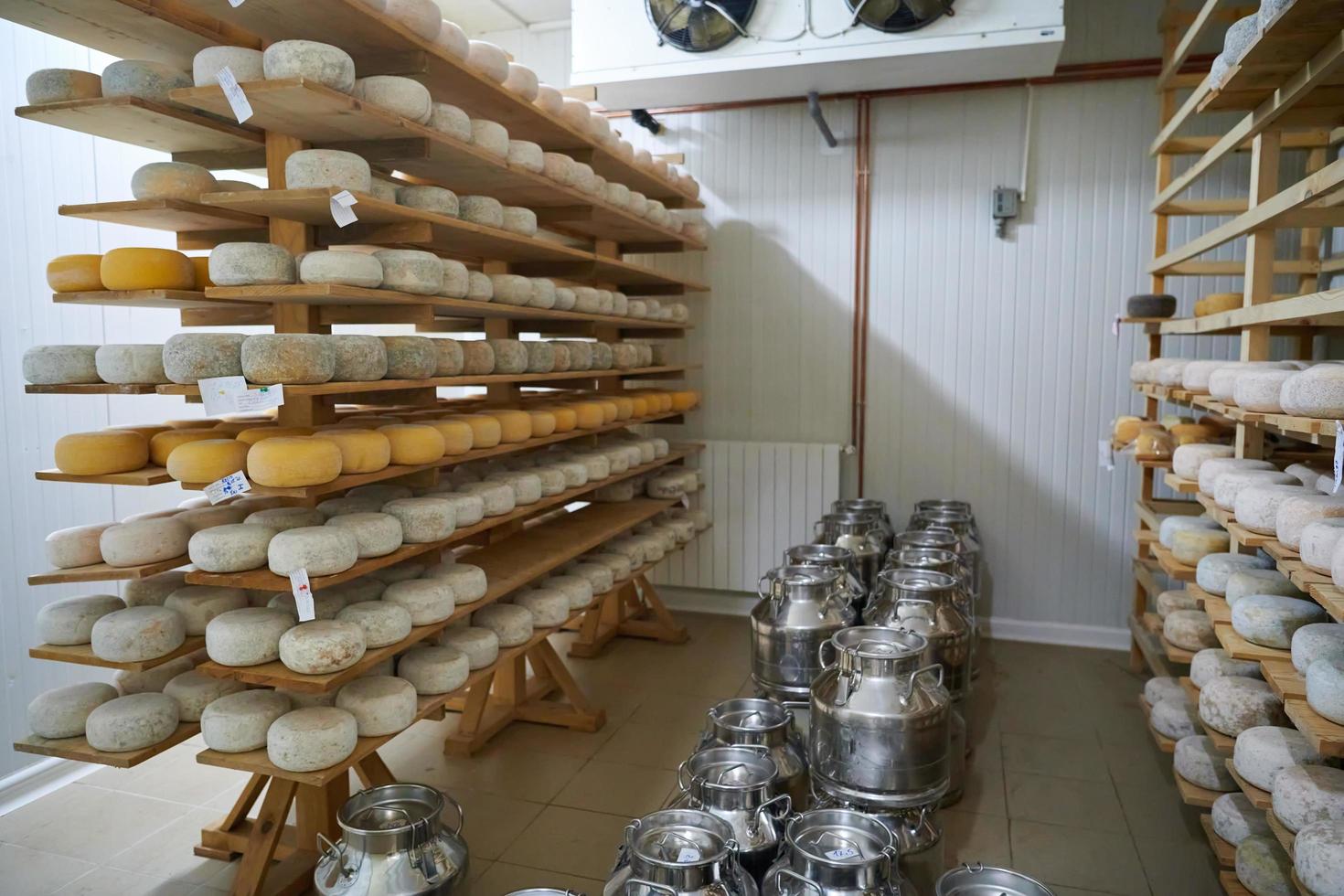 Cheese factory production shelves with aging old cheese photo