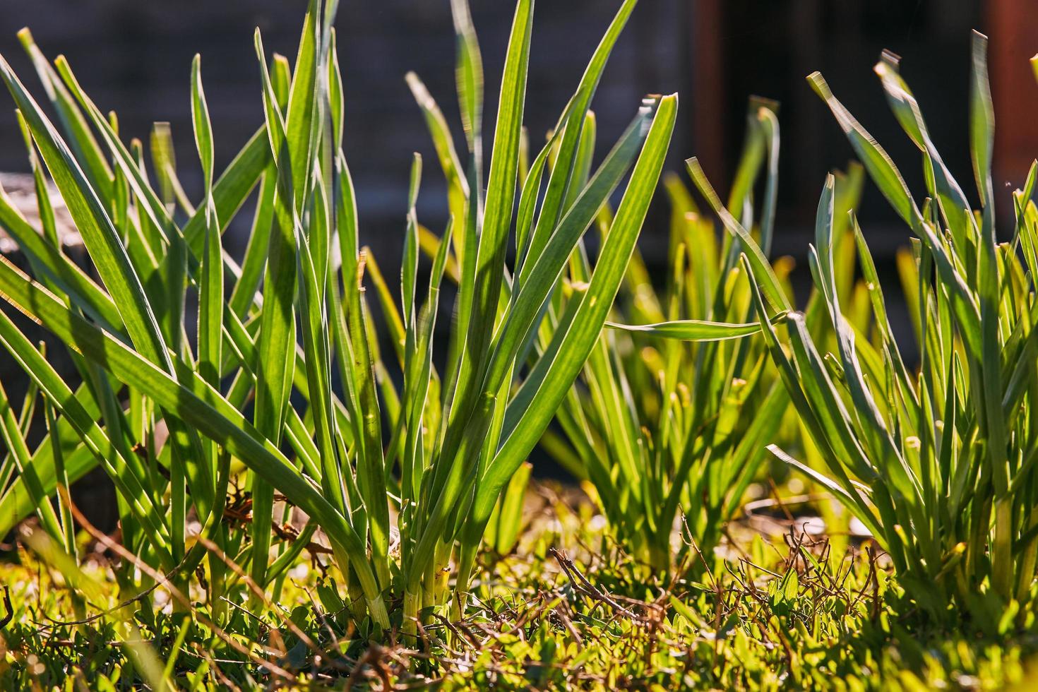 Green grass close-up on a sunny day photo