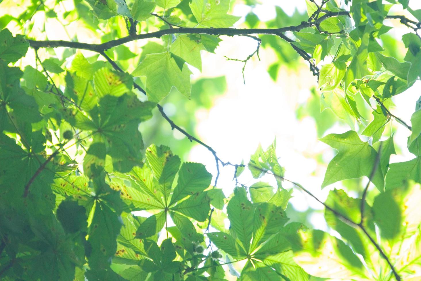 tree top view photo