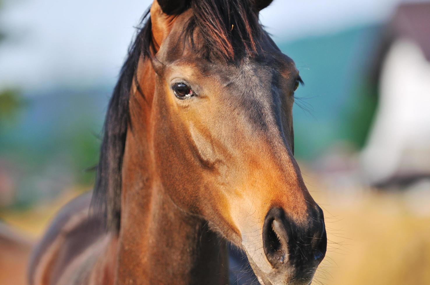 horse nature view photo