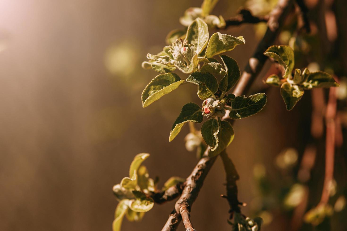 la primavera no florece flores de manzana al sol foto