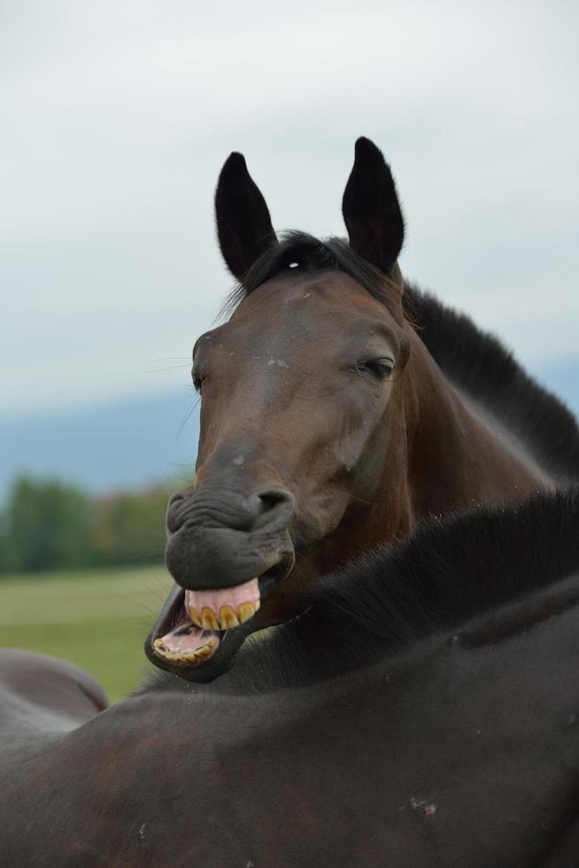 vista de retrato de caballo foto