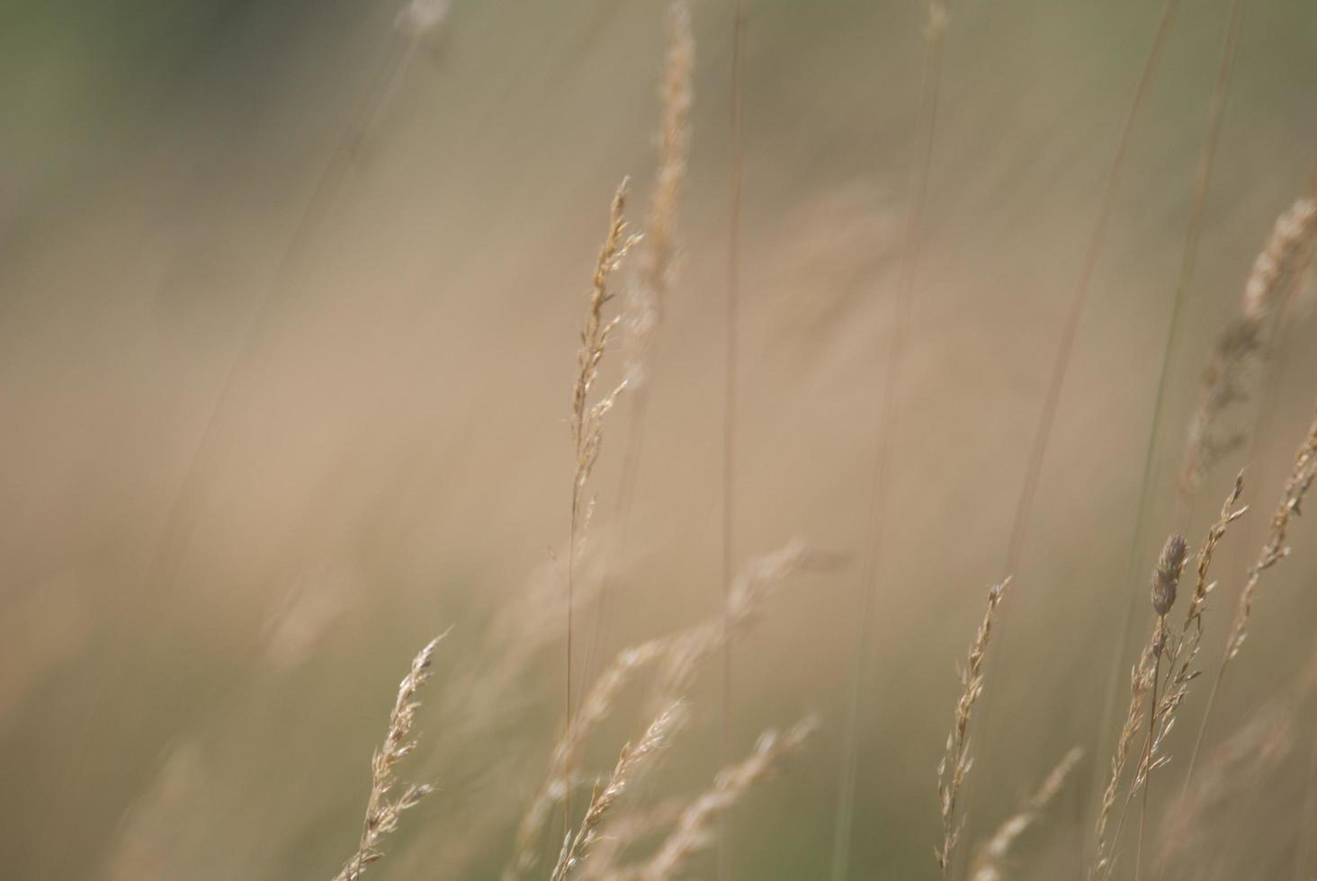 wind in grass photo