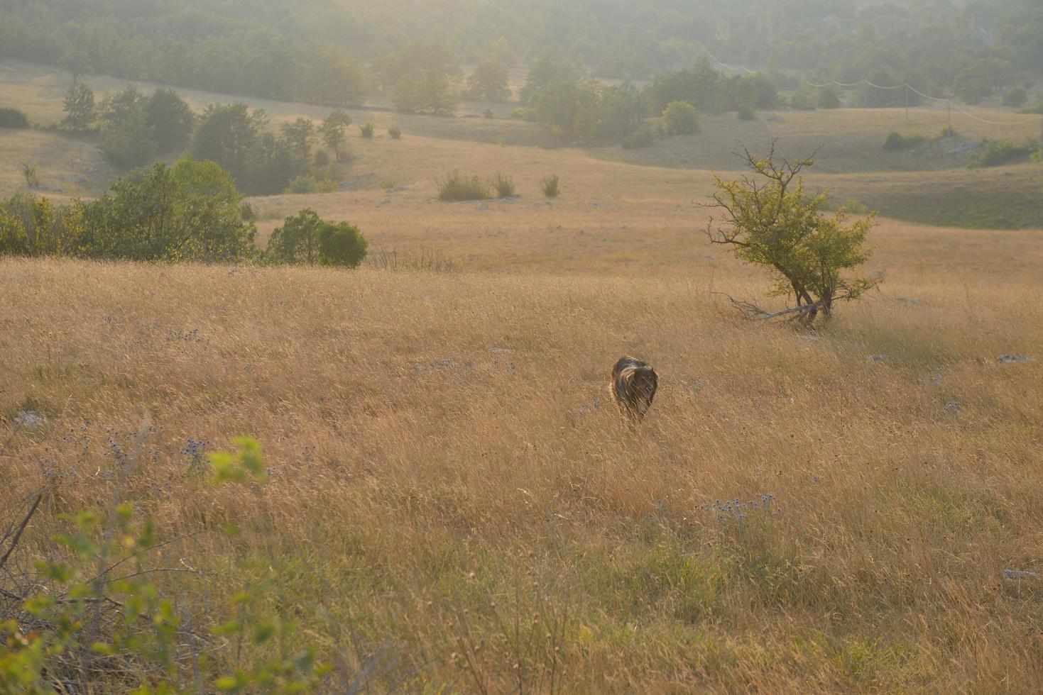 summer landscape view photo