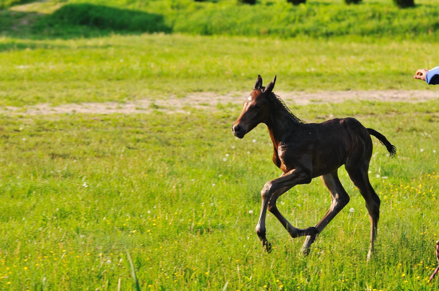Horses in field photo