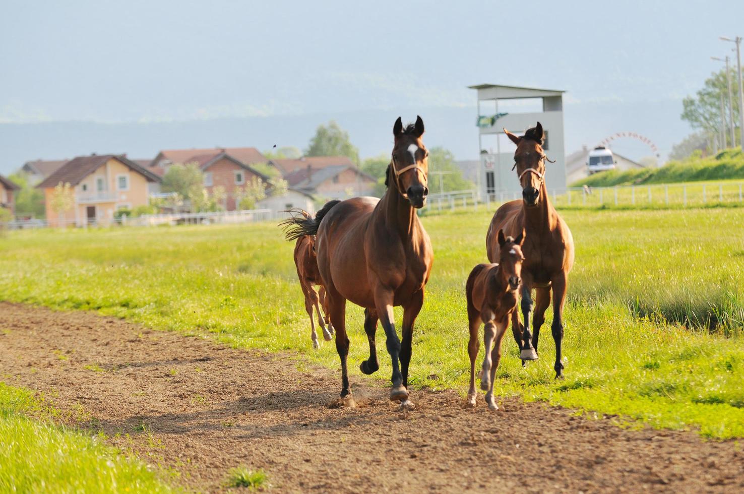 horse nature view photo