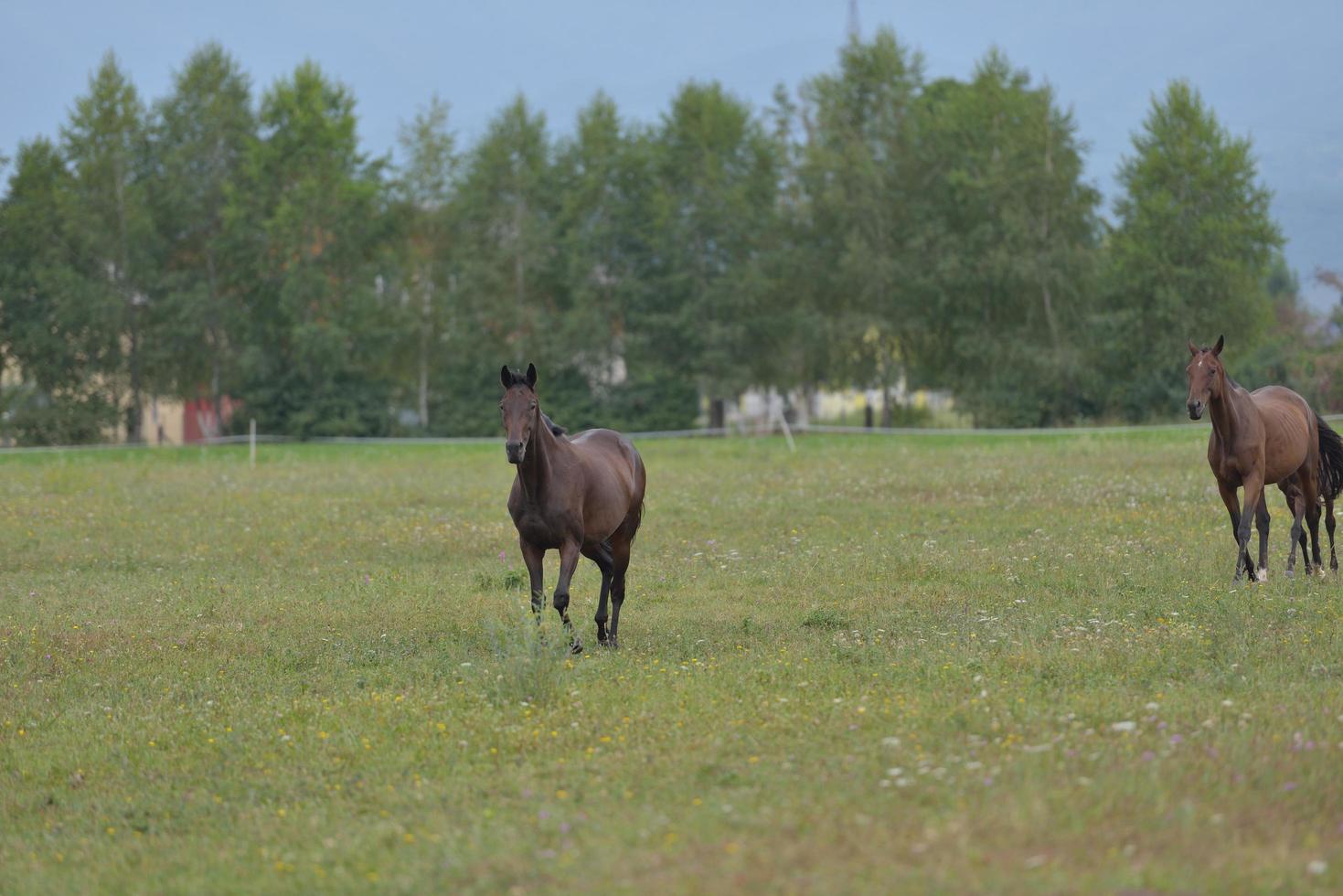 Horse portrait view photo
