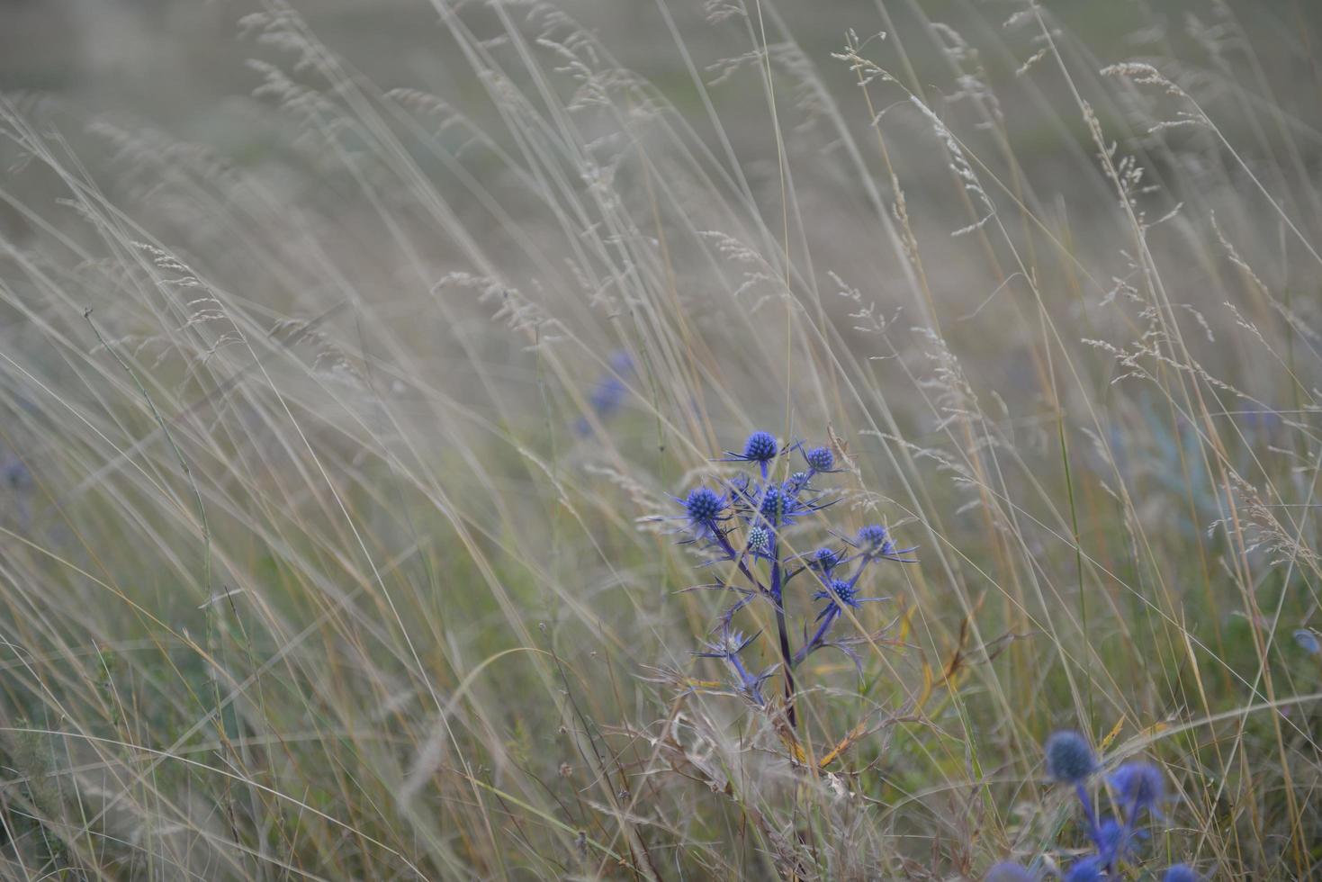 summer landscape view photo