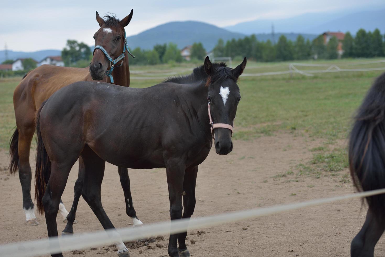 Horse portrait view photo