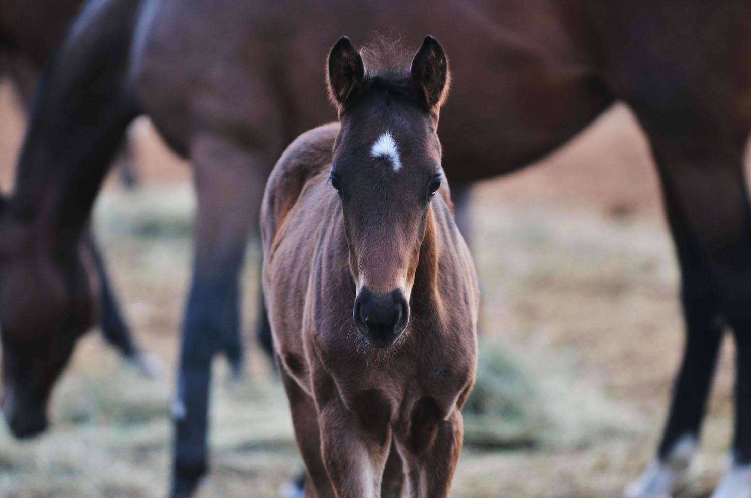 Baby horse view photo