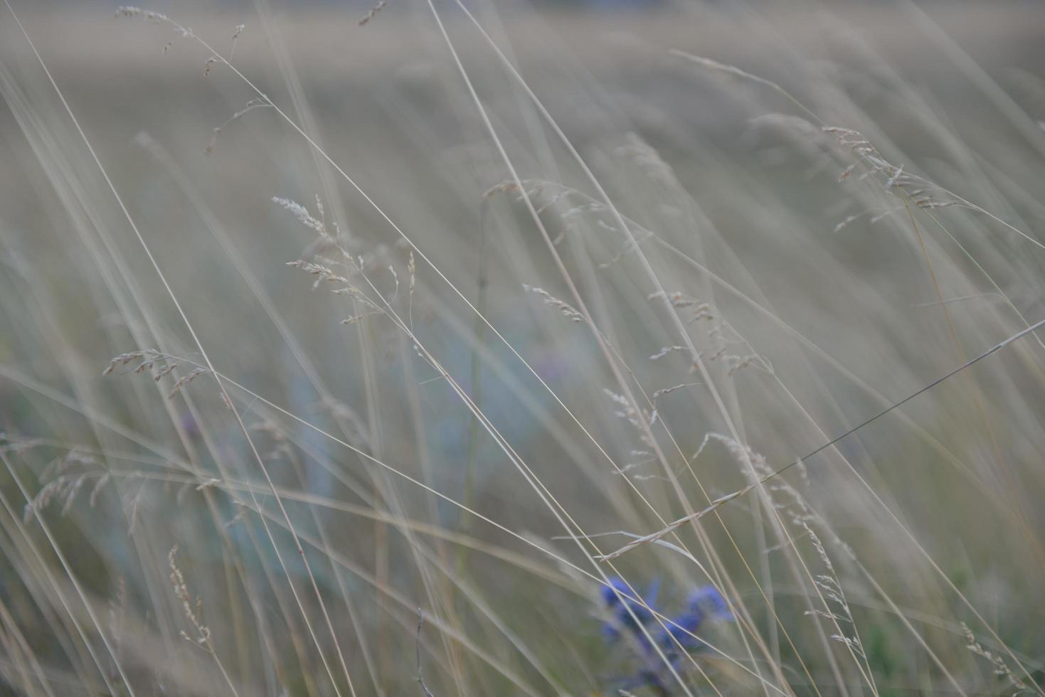 summer landscape view photo