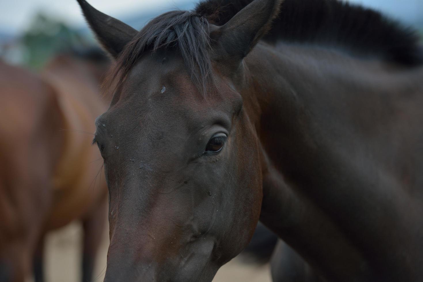 Horse portrait view photo