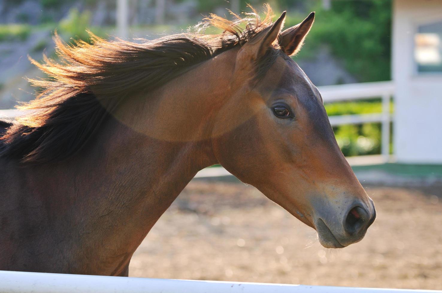 horse nature view photo