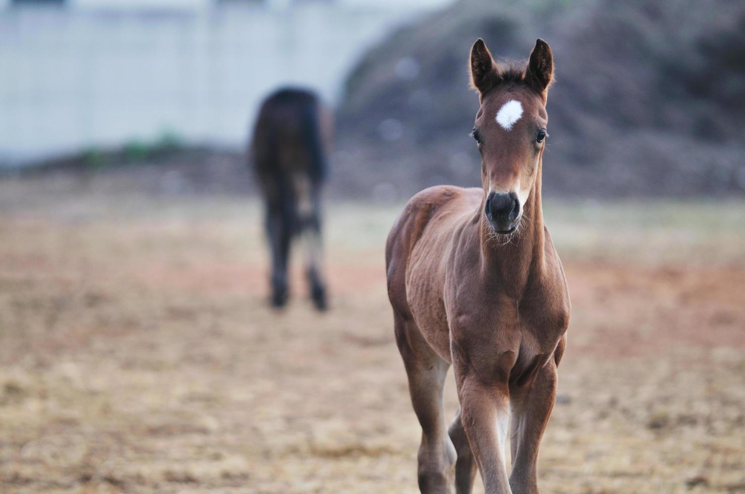 Baby horse view photo