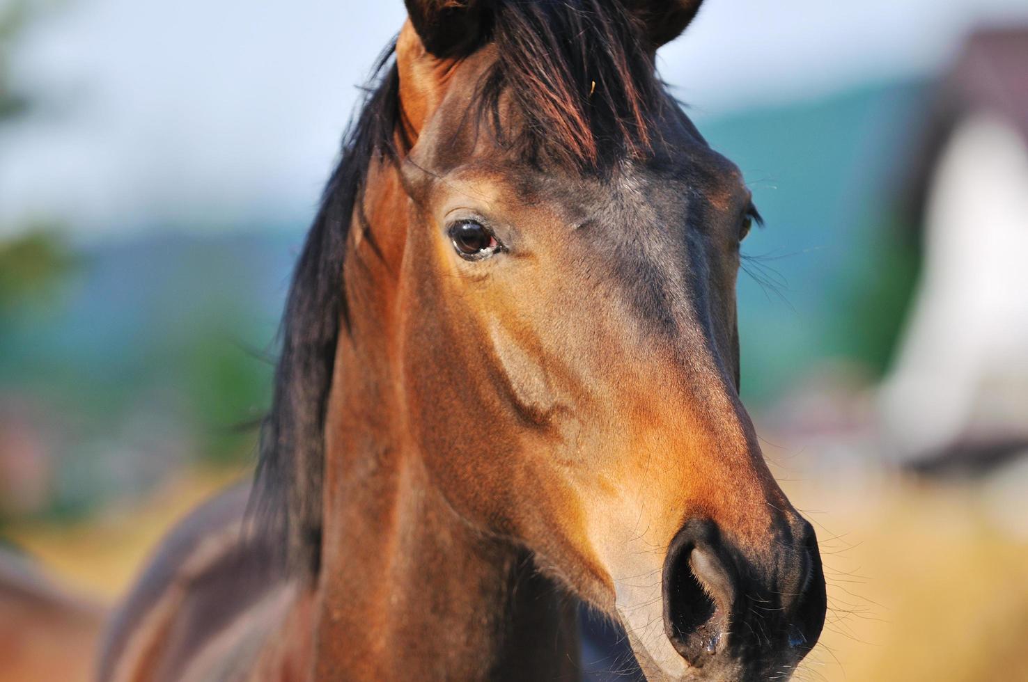 horse nature view photo