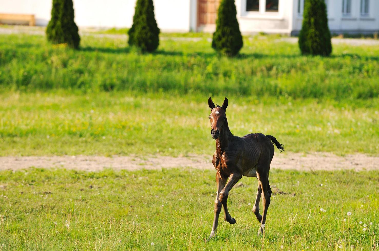 baby horse view photo