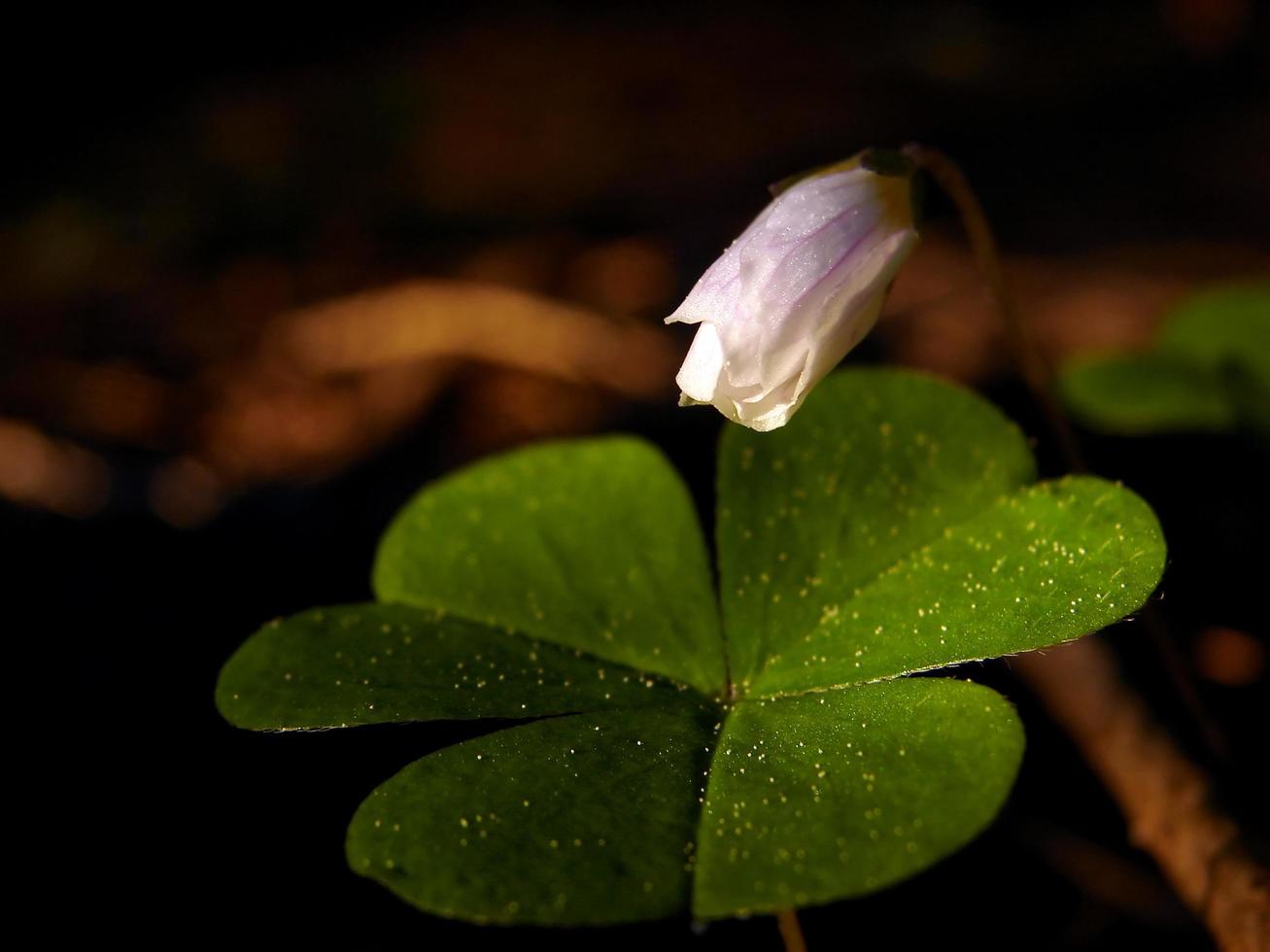 fresh flower and grass background with dew  water drops photo